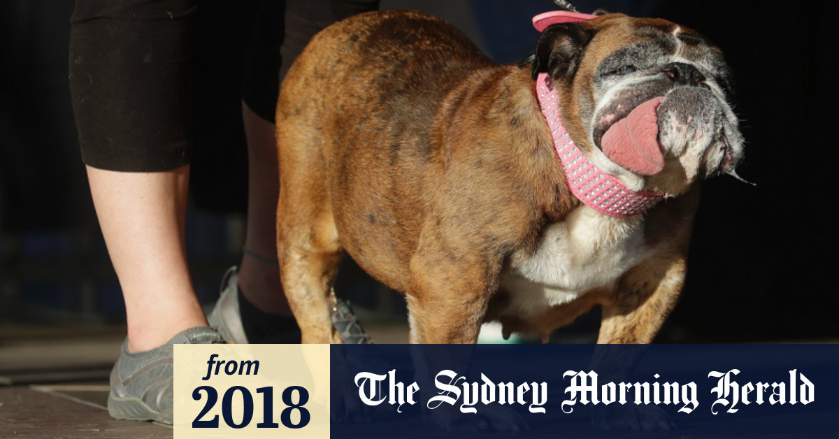 English bulldog Zsa Zsa wins ugliest dog contest